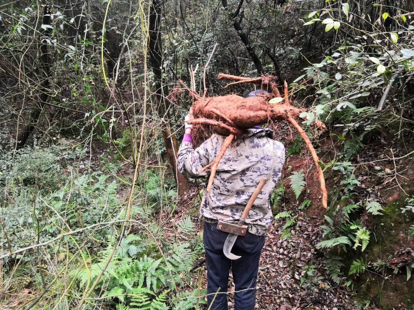 纯手工制作的野生葛根粉，无添加，