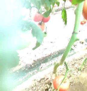 本地暖棚西红柿大量上市了，质优价廉，货源充足，有需要的联...