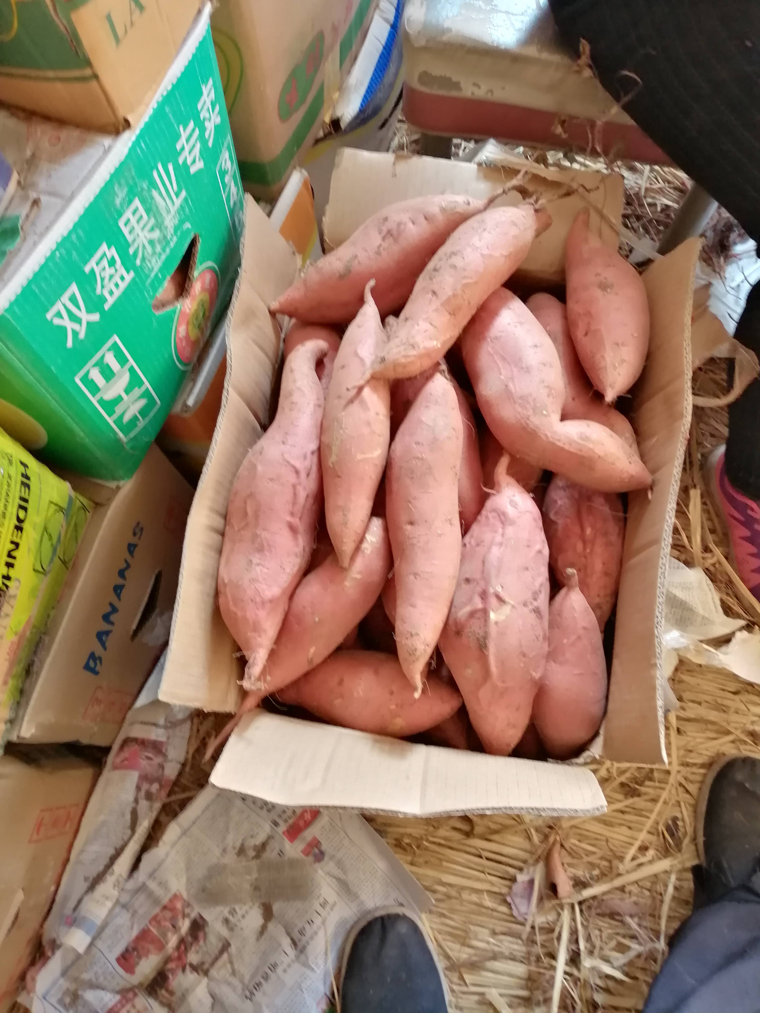 红皮红心烟薯25专供烤薯店