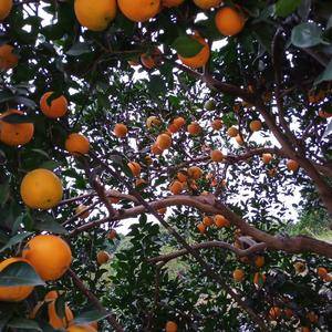 大量供应优质纽荷尔脐橙，椪柑电话联系1777433083...