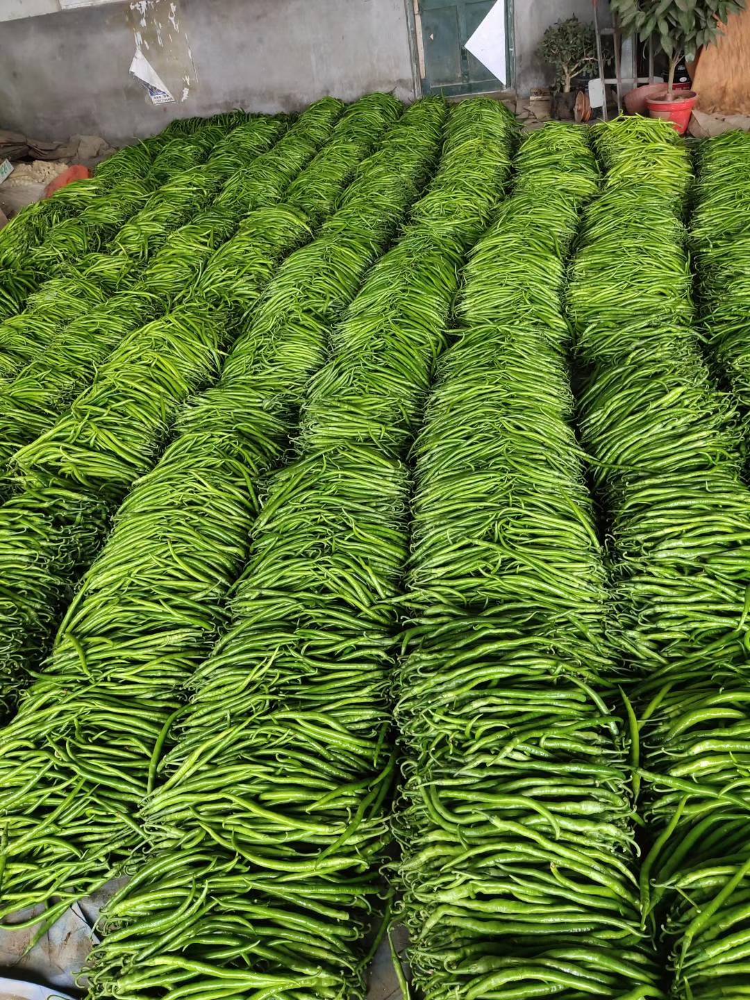 山东省大量供应青线椒。
