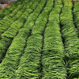 山东省大量供应青线椒。