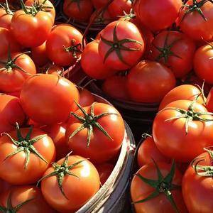 山东优质西红柿产地大量供应大红、硬粉西红柿.货源充足需要...