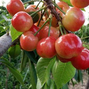 出售4至5年樱桃树，美早，布鲁克斯，萨米托，大早果，有要的联系13562129177