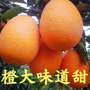 鲜果产地电话13886725378蜜橘：叶桔：桔子：柑橘...