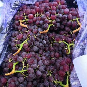 山东烟台龙口克伦生葡萄和红宝石葡萄大量出库。沙土地种植，...