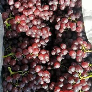 山东烟台—（蓬莱 龙口）红宝石葡萄大量出库，质量优质，无...