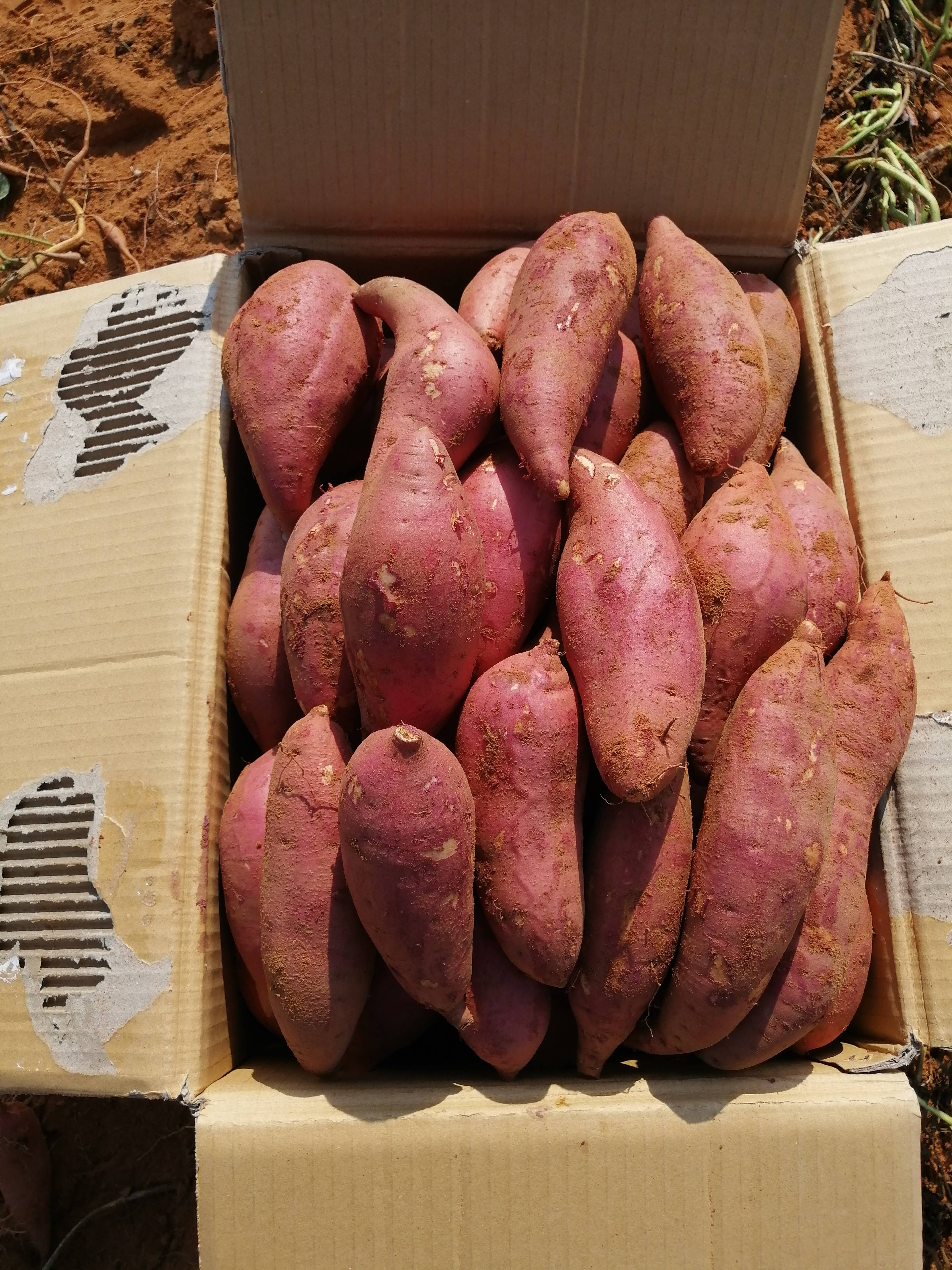六鳌蜜薯 广东产区