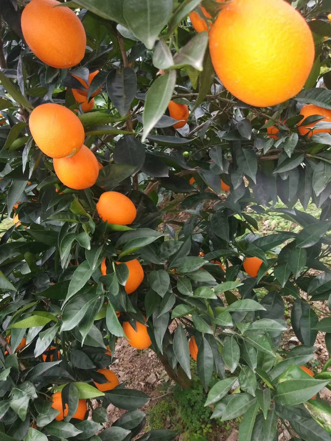 老父亲自种的奉节纽荷尔脐橙，共有几万斤，长在树上的！！！

如果您想要一手货源，没有中间商赚差价；如果您刚好需要采购没有浸泡任何药水和打蜡的“安全”橙；如果