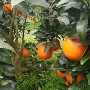 老父亲自种的奉节纽荷尔脐橙，共有几万斤，长在树上的！！！...