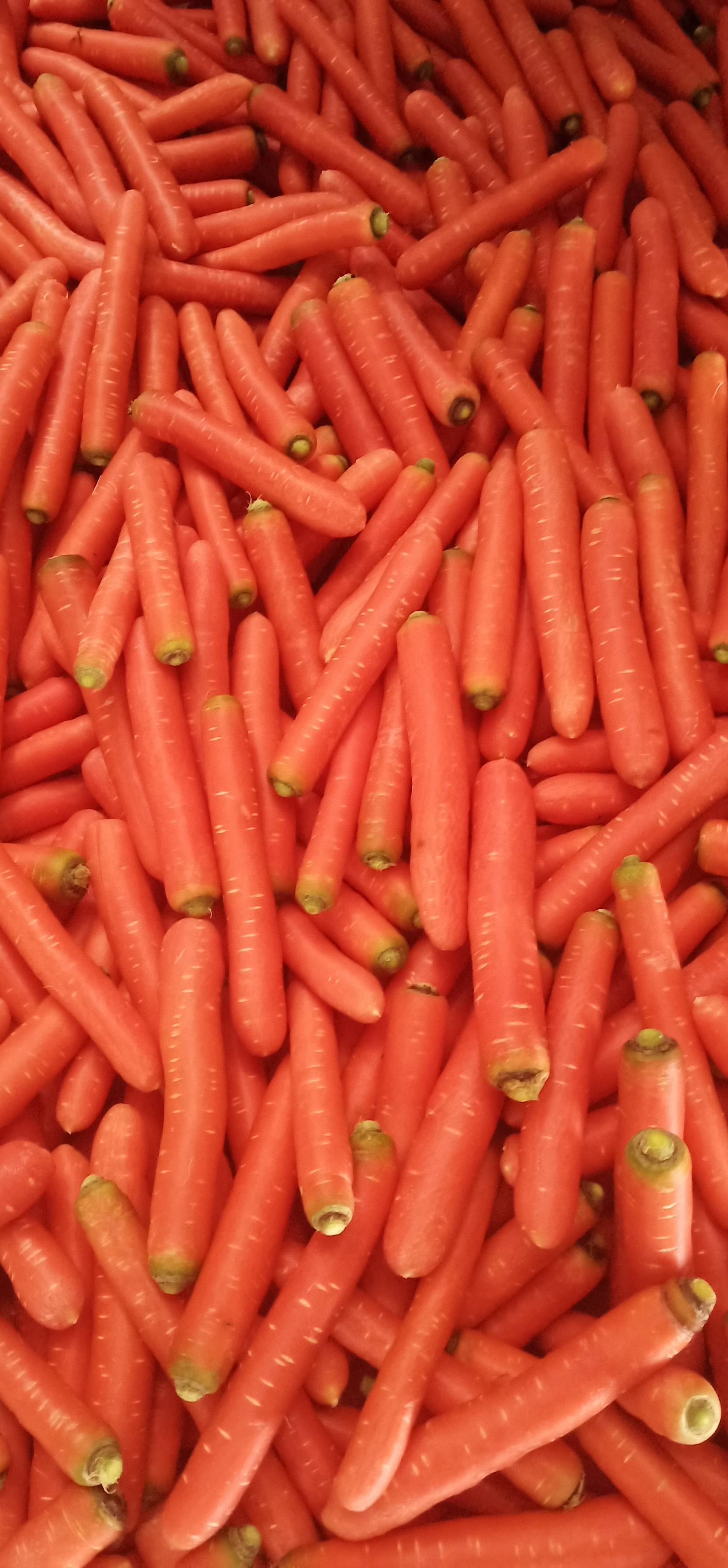大量精品红萝卜