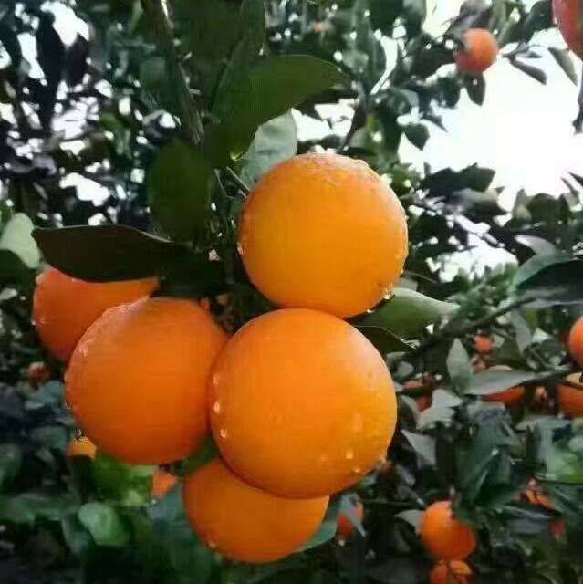 优质夏橙，产地直供，果园看货选购，欢迎定购