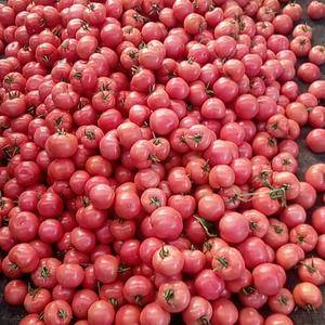 优质万亩毛粉柿子上市，量大质优，无公害生产。