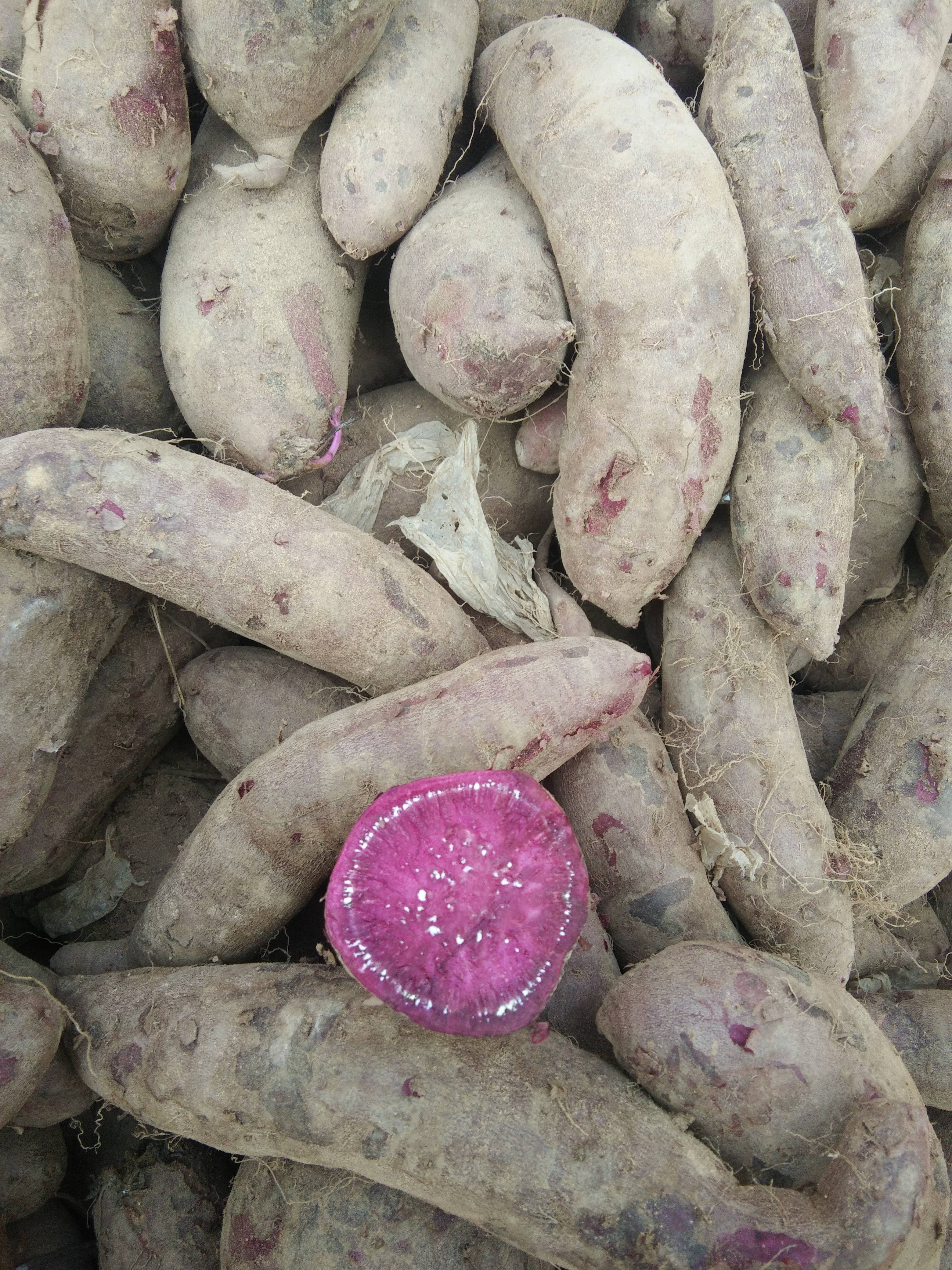 紫罗兰紫薯供应15053919767