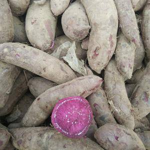 紫罗兰紫薯供应15053919767