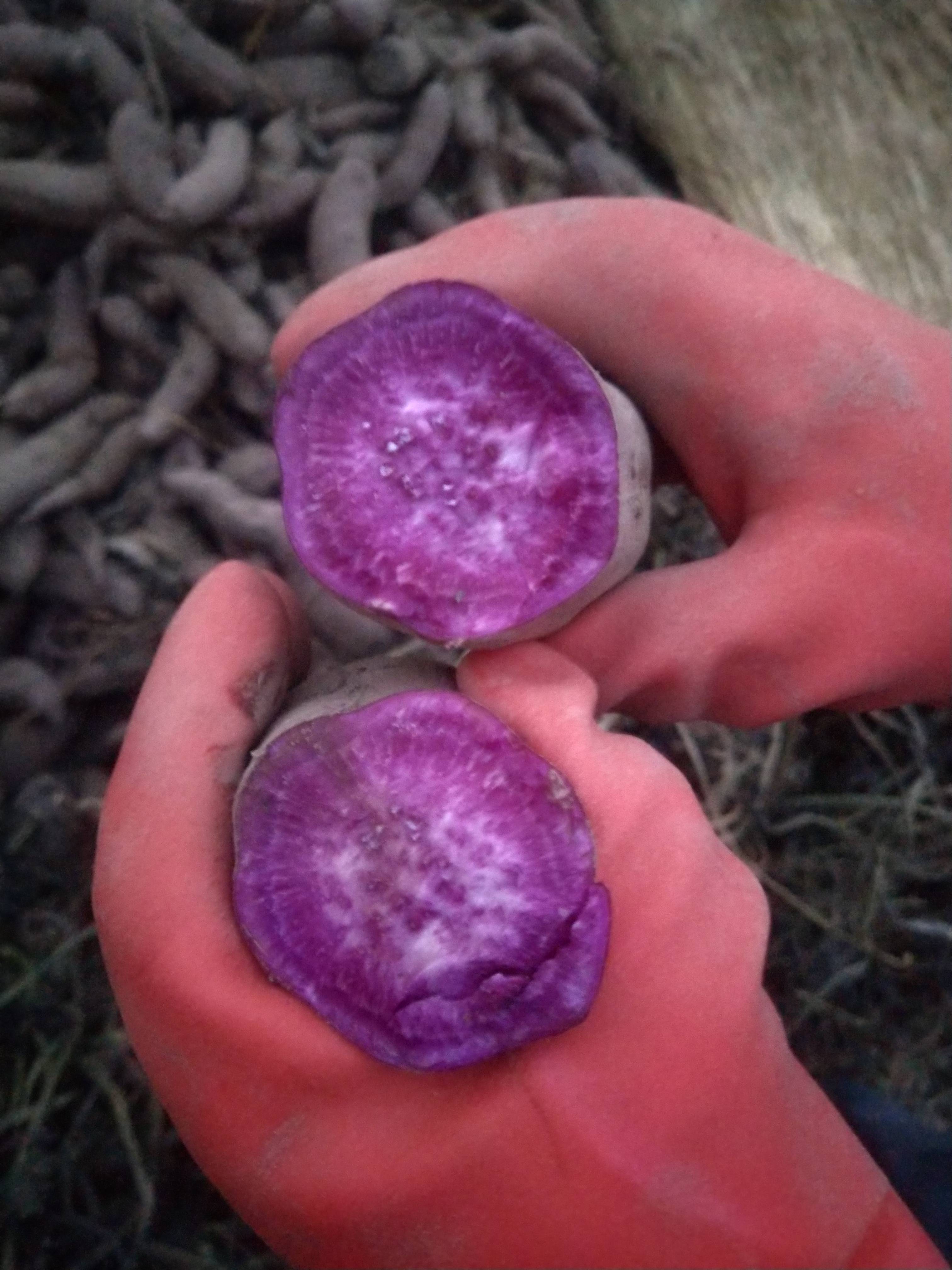 出售紫薯六千斤