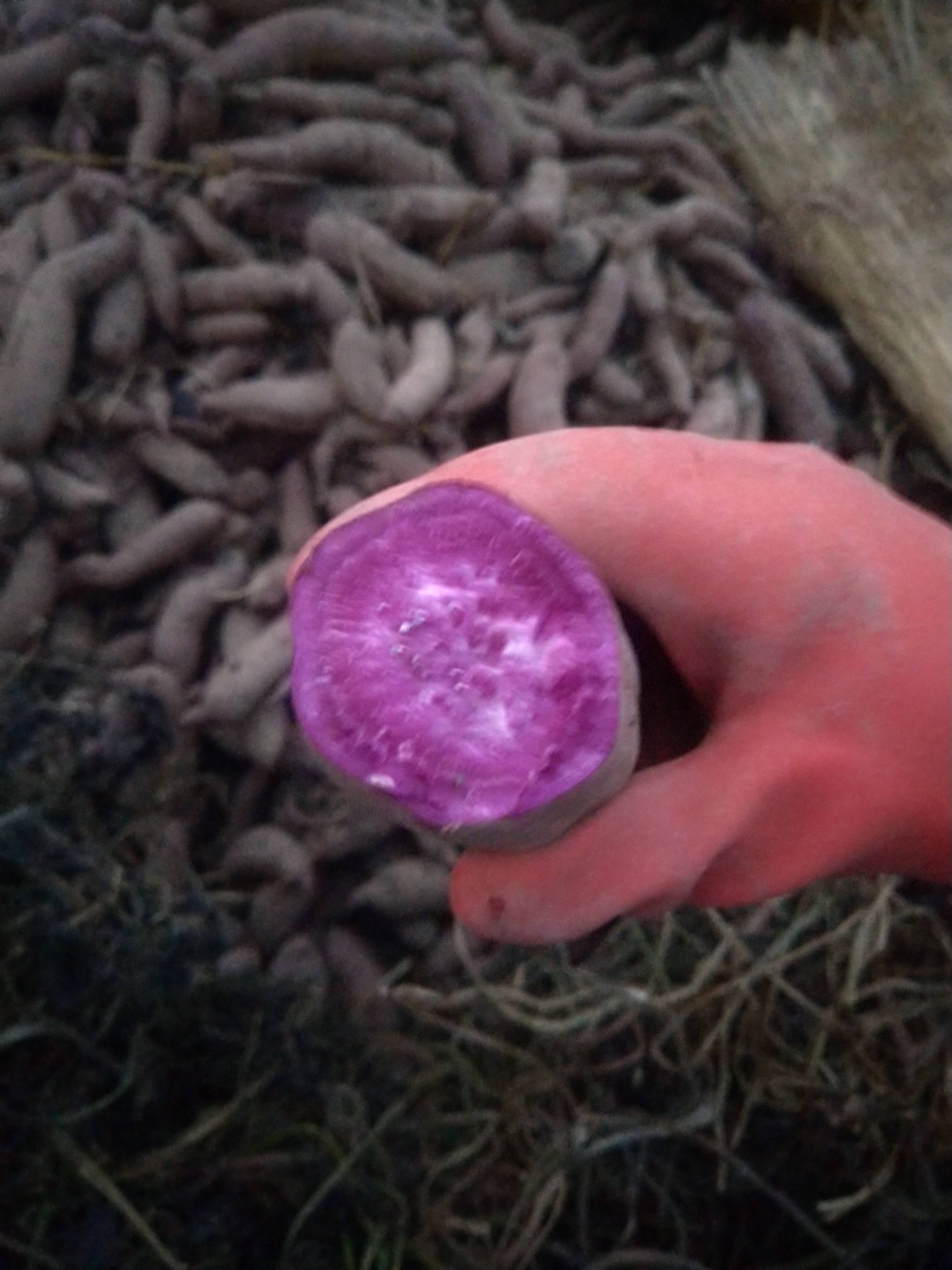 出售紫薯六千斤