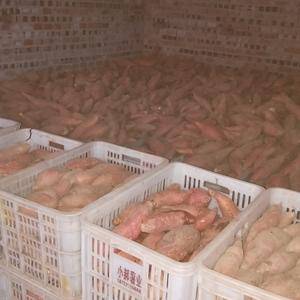 蜜薯，专供烤薯，货源充足稳定，可供货到明年5月份