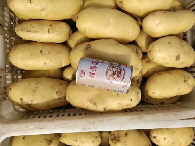 荷兰土豆1左右，10000斤起批