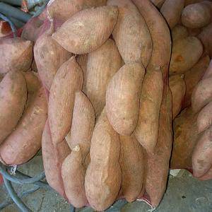 出售红薯烟25红薯已糖化好三万斤左右
