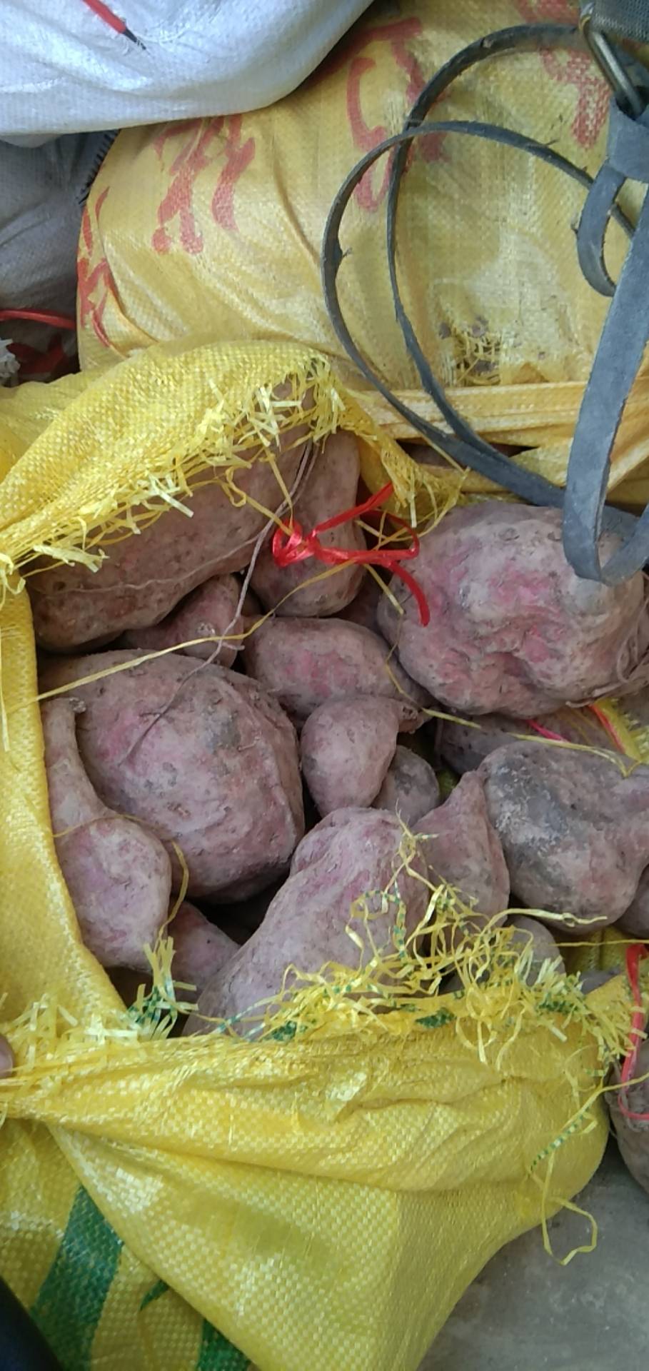 急售三十吨西瓜红加工红薯