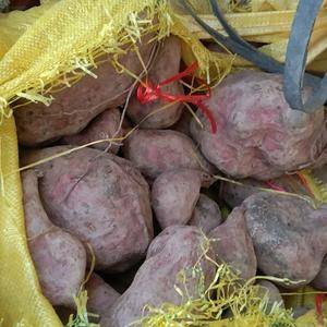 急售三十吨西瓜红加工红薯