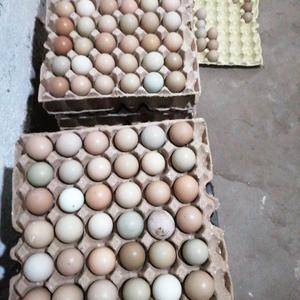 七彩山鸡蛋批发零售13573137885价格每个九毛