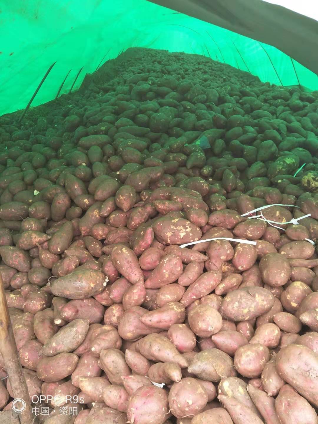 红薯大量出售红皮红心味道甜糯联系18282357374