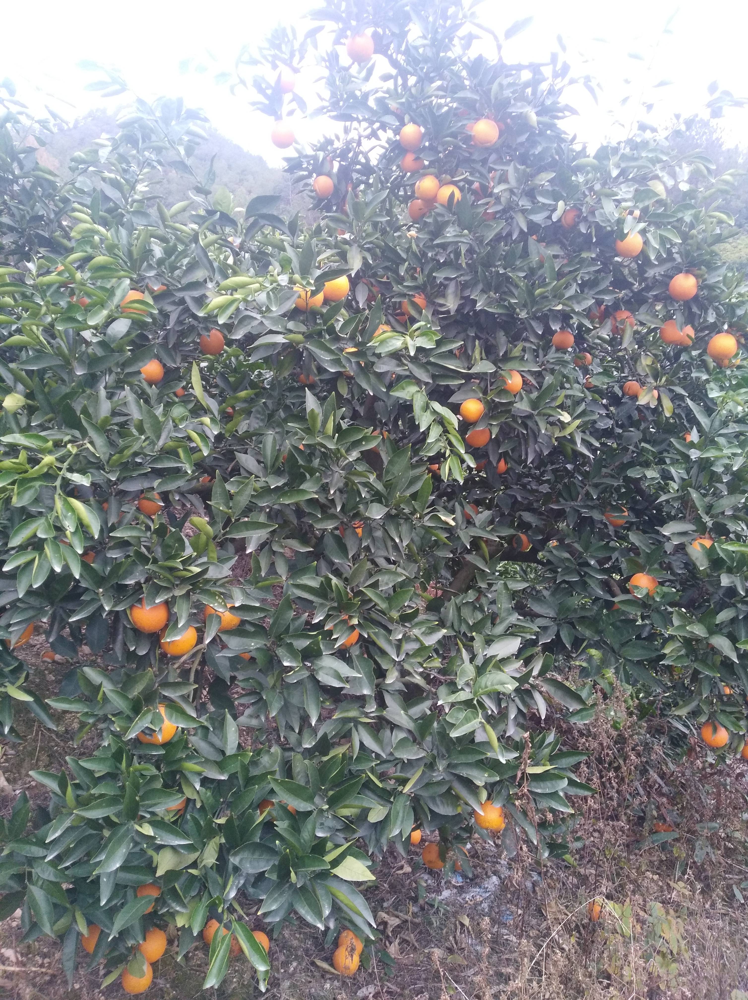 松阳脐橙生产起步于1992年，1995年松阳脐橙被确立为松阳县农业主导产业。松阳脐橙具有果大、色艳、皮薄、质脆、肉化渣、汁液多、风味浓郁、耐储运等特点，目前松阳