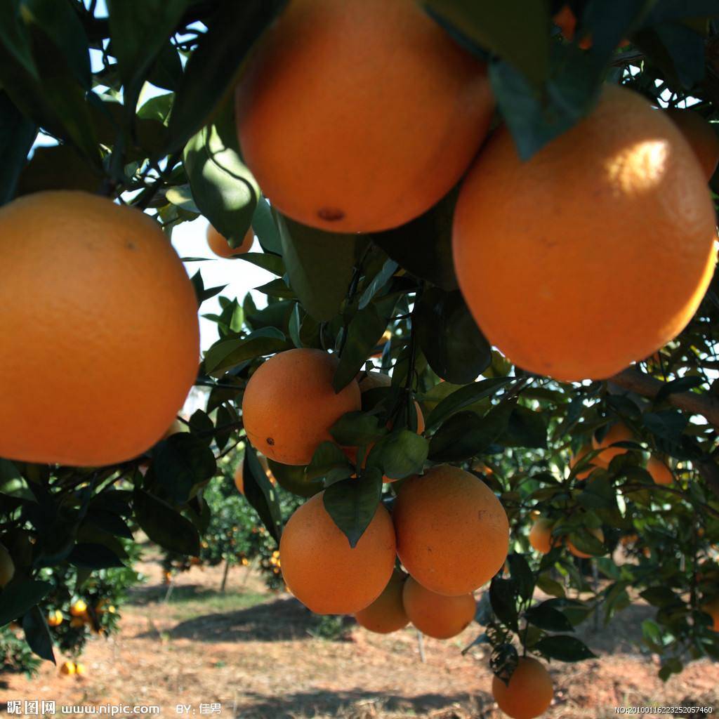 松阳脐橙生产起步于1992年，1995年松阳脐橙被确立为松阳县农业主导产业。松阳脐橙具有果大、色艳、皮薄、质脆、肉化渣、汁液多、风味浓郁、耐储运等特点，目前松阳