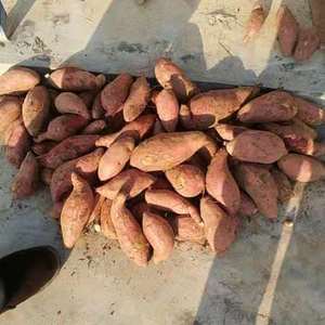 西瓜红红薯，3两以上1万斤现货供应
