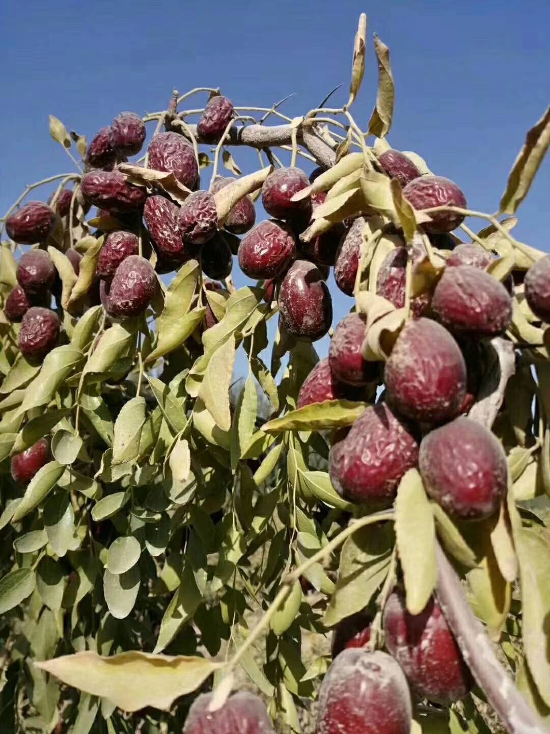 新疆红枣供应，安箱子发货的，有特级，一级，二级的品种，需要的可以联系吧，15769030259