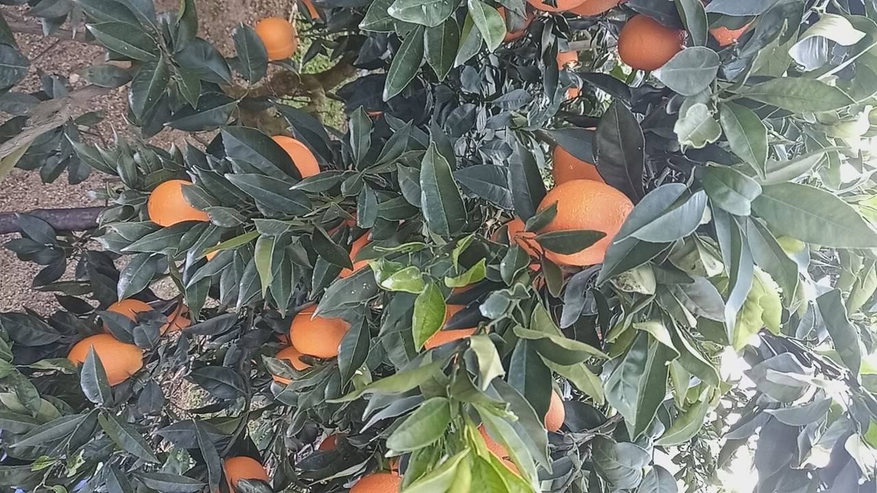 中华名果“奉节脐橙”，纽荷尔、72一1，批发。