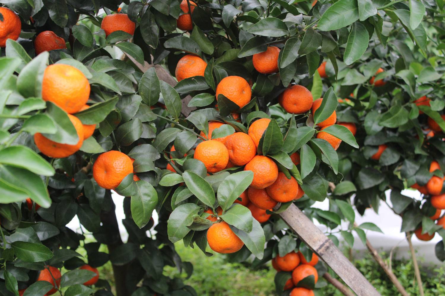 广西象州砂糖橘隆重上市，四海朋友欢迎订购来果地看果，微信...