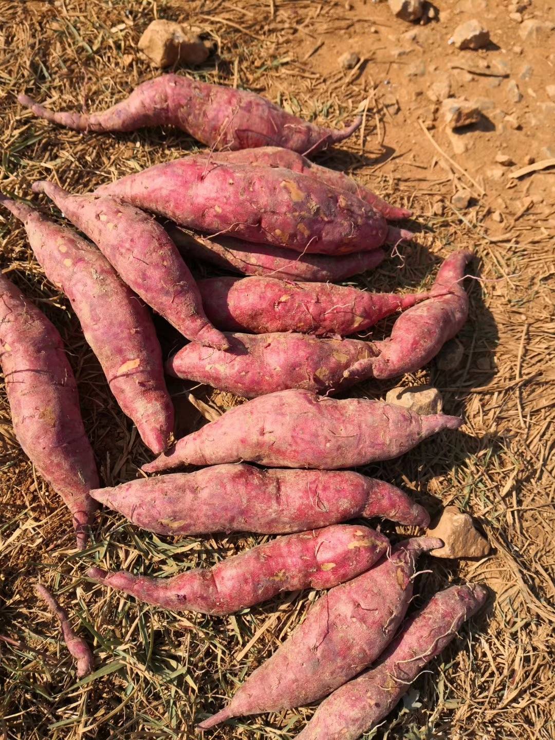 出售紫薯，西瓜红，价格从优欢迎至电18978424948