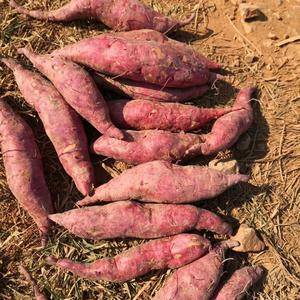 出售紫薯，西瓜红，价格从优欢迎至电18978424948