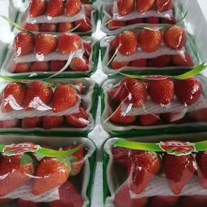 草莓经纪人，供应大量草莓