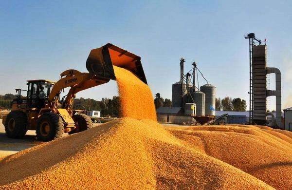 内蒙古自治区巴彦淖尔市优质玉米大量出售，净货，容重720以上，14个水分，霉变小于百一！