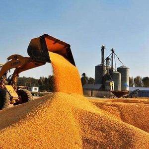 内蒙古自治区巴彦淖尔市优质玉米大量出售，净货，容重720...