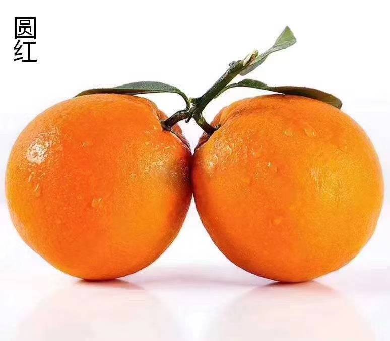 柑橘 清江椪柑蜜橘产地直销（15872639959微信同号）