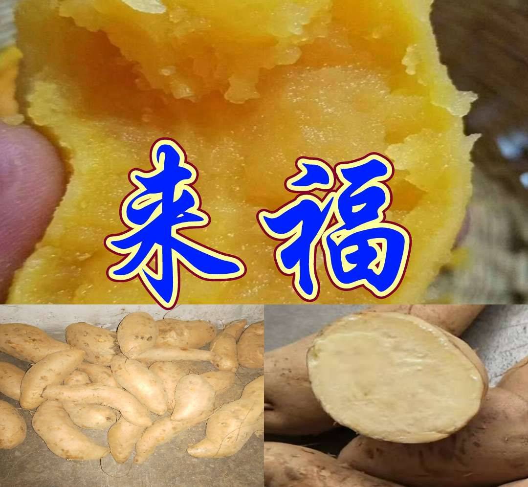 山东红薯产地直销电话微信15288808678
品种有 来福 香港红 红香蕉等