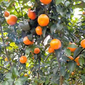 广西河池大量砂糖橘，沃柑供应，欢迎采购
