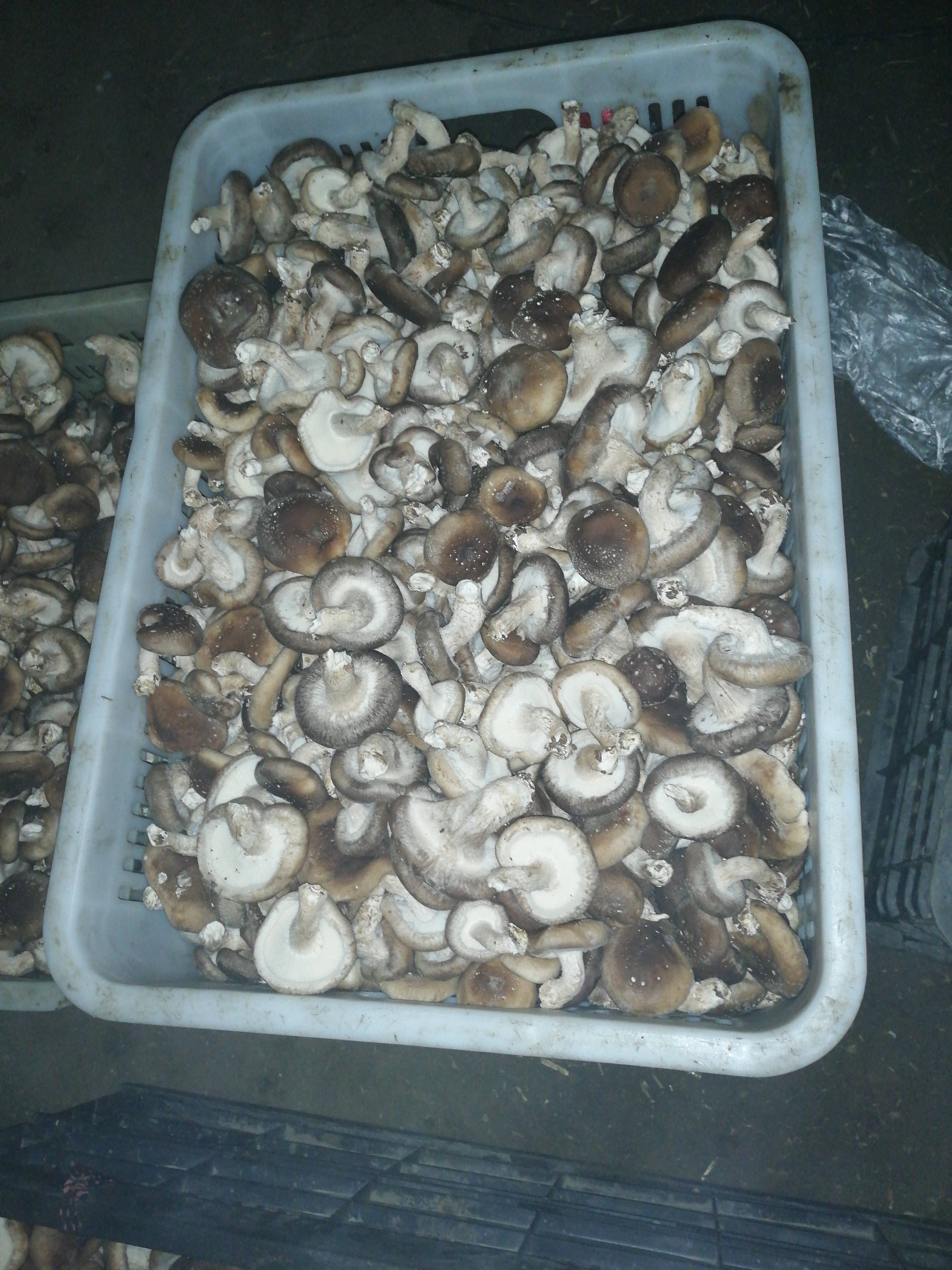 出售新鲜香菇，自家种植日产800斤