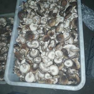 出售新鲜香菇，自家种植日产800斤