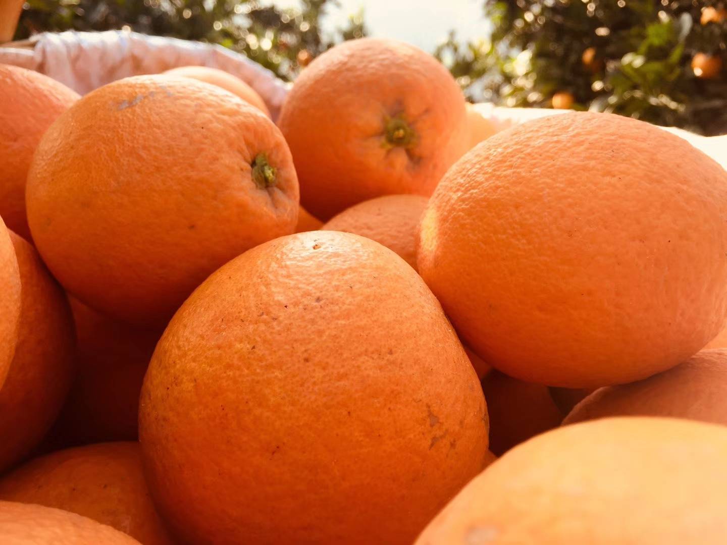 农家自产长虹脐橙，价格优惠，无公害食品！
