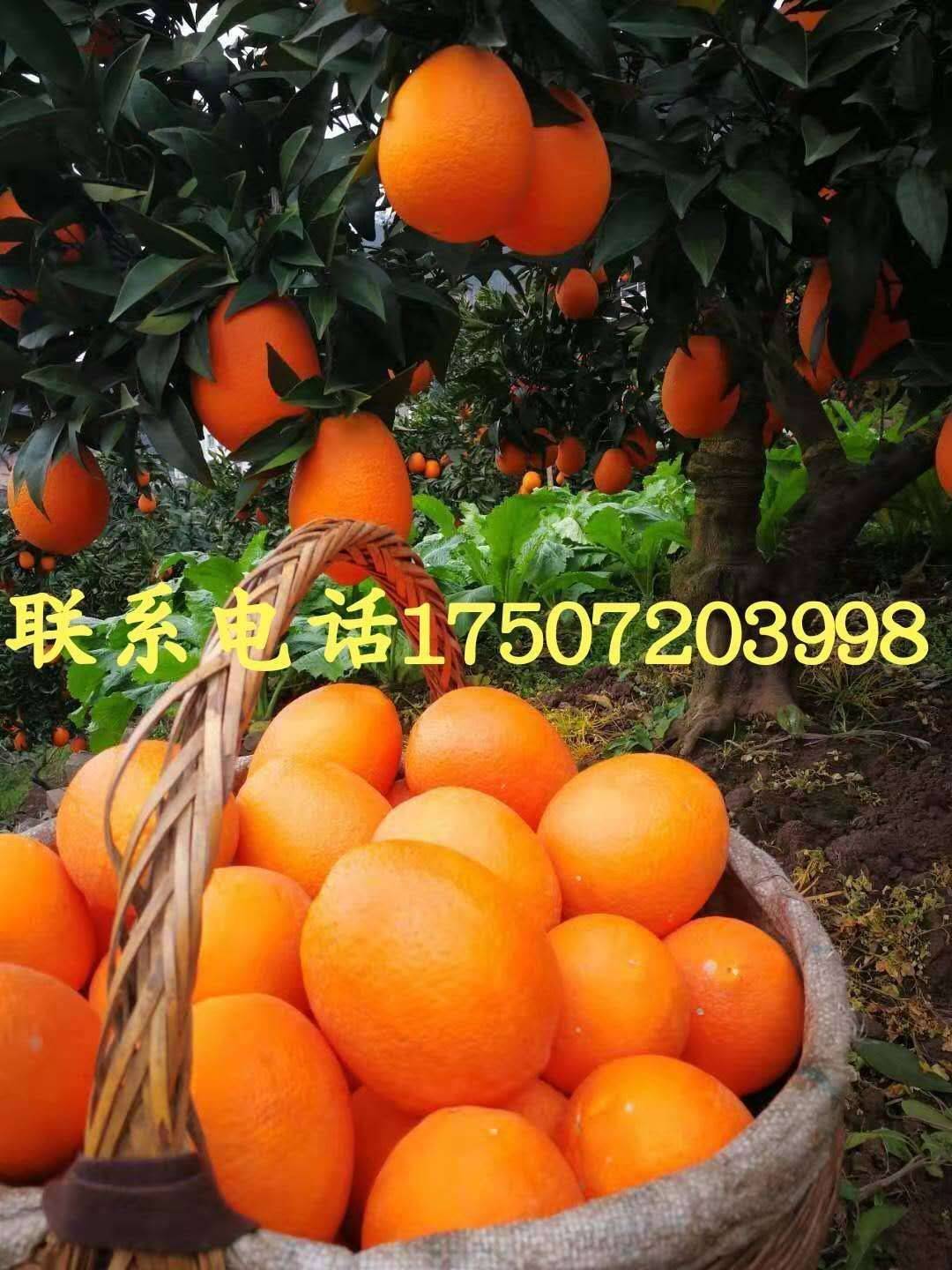 橙子13886725378秭归脐橙 红心脐橙 长虹...