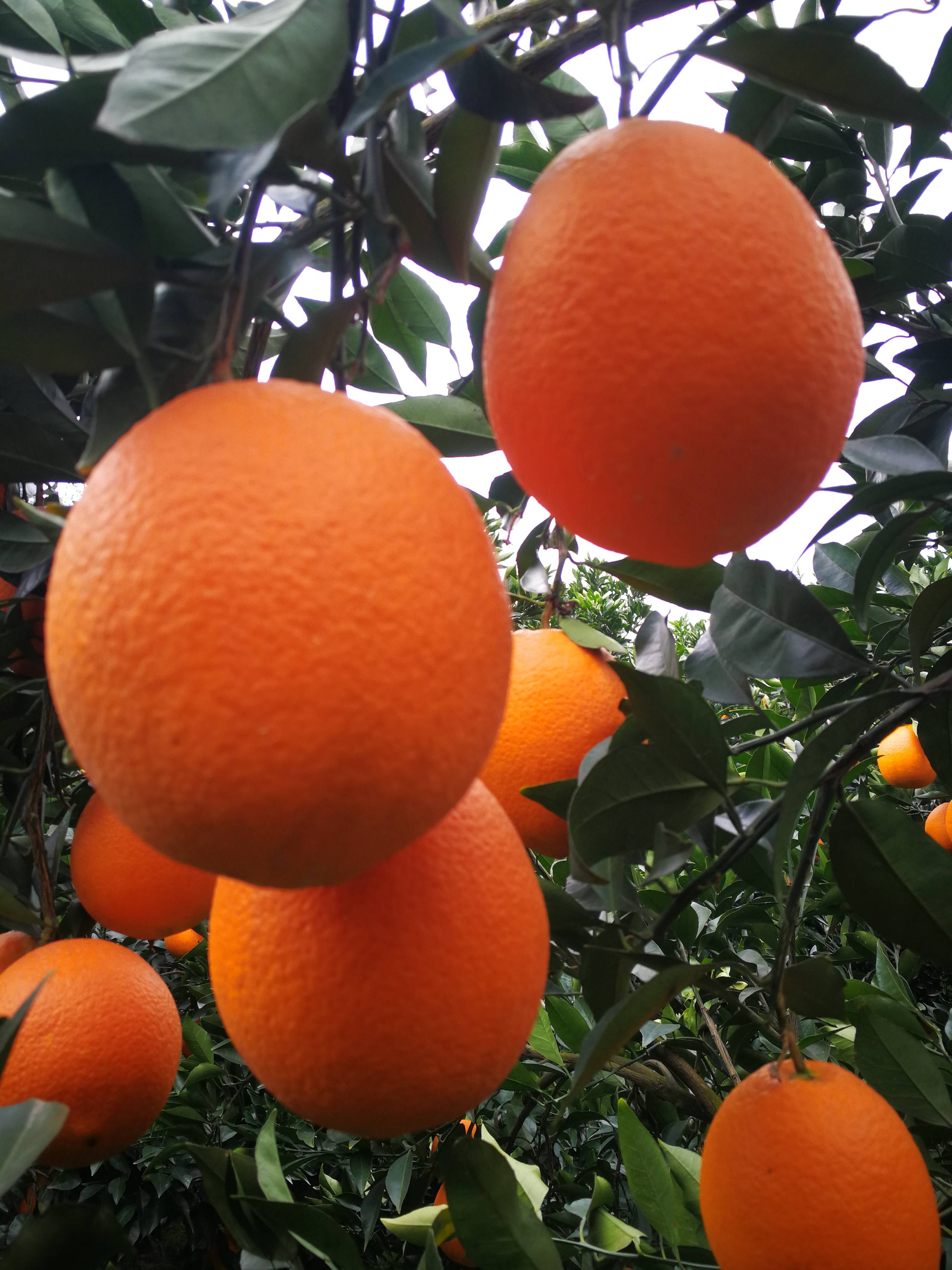 橙子 脐橙13886725378秭归脐橙长虹脐橙 ...