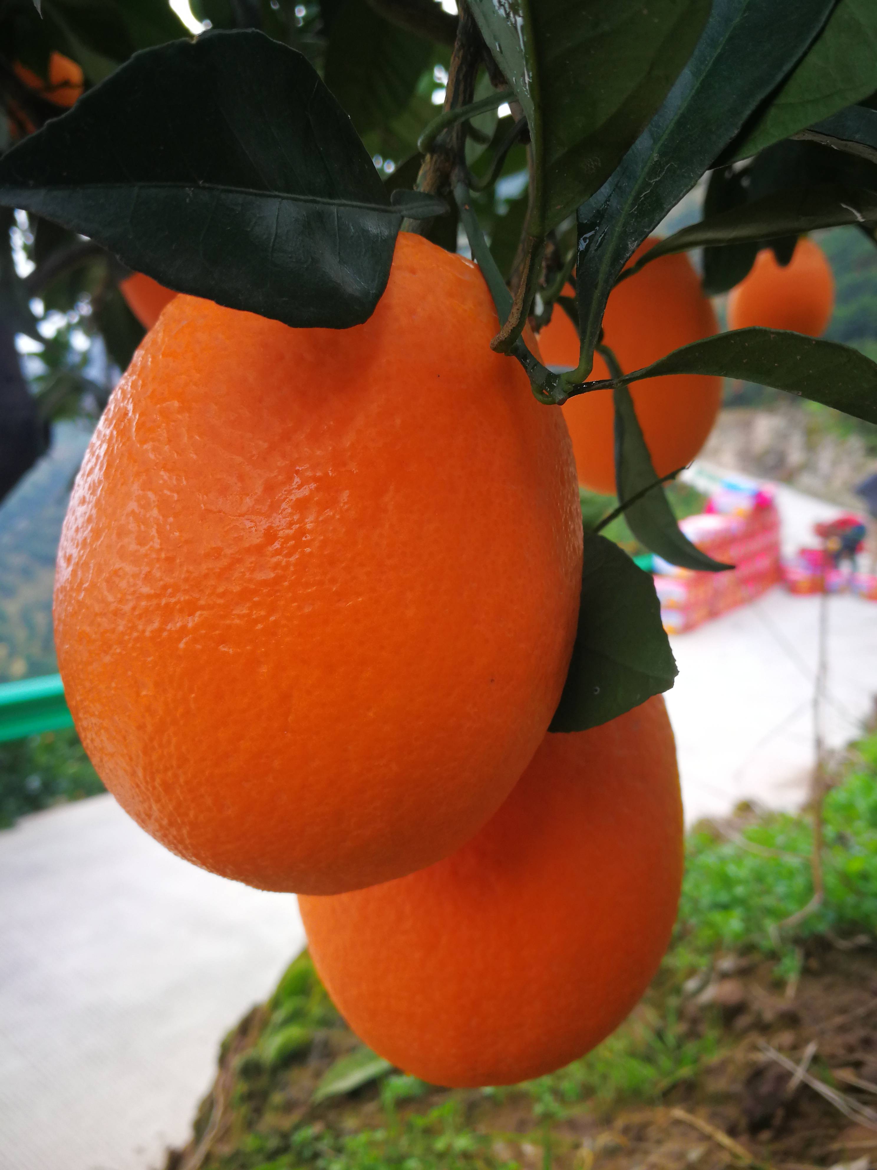 橙子 脐橙13886725378秭归脐橙长虹脐橙 纽荷尔脐橙 圆红脐橙鲜果大量供应，欢迎您来电咨询。