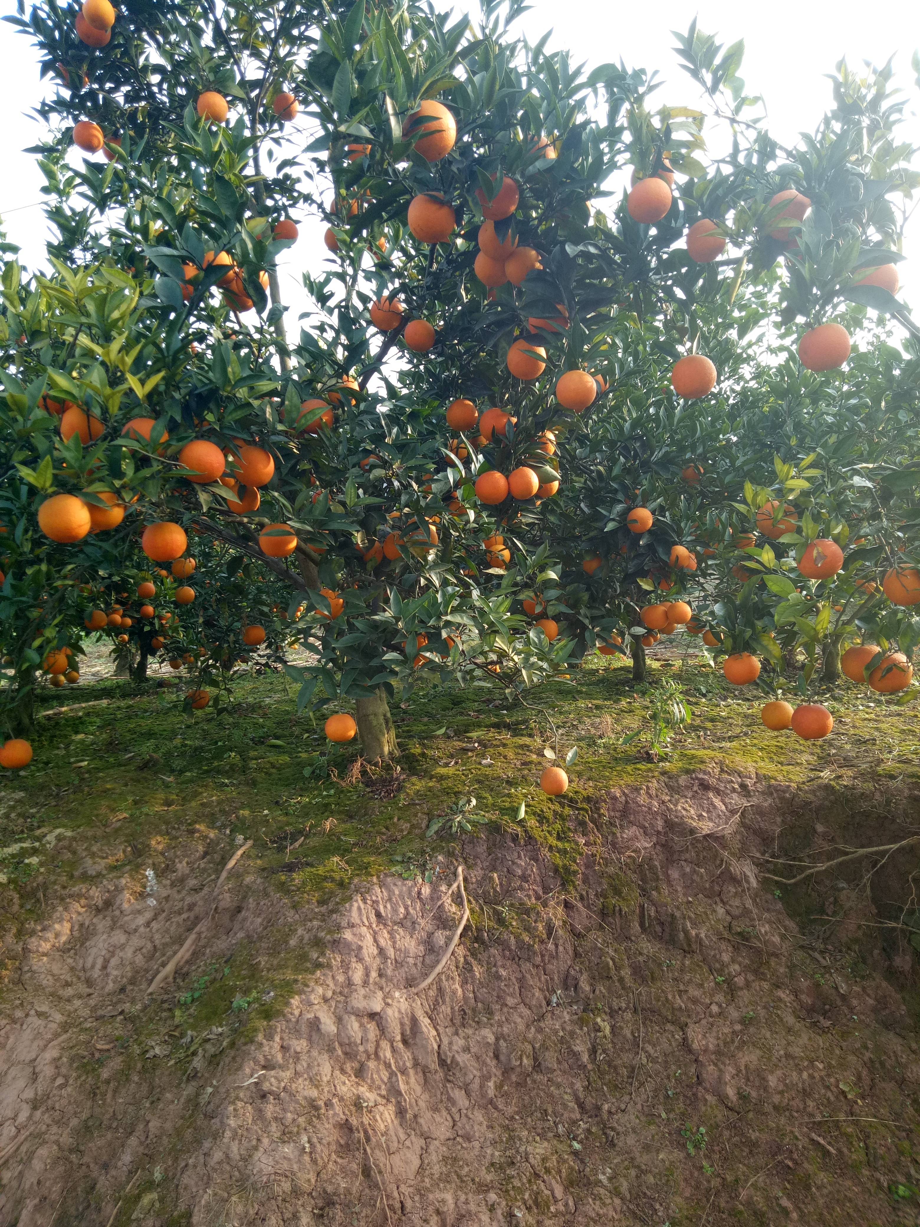 四川省仁寿县大量血橙，椪柑，耙耙柑已经成熟，等待采购，欢迎来电咨询18180092268，价格好商量