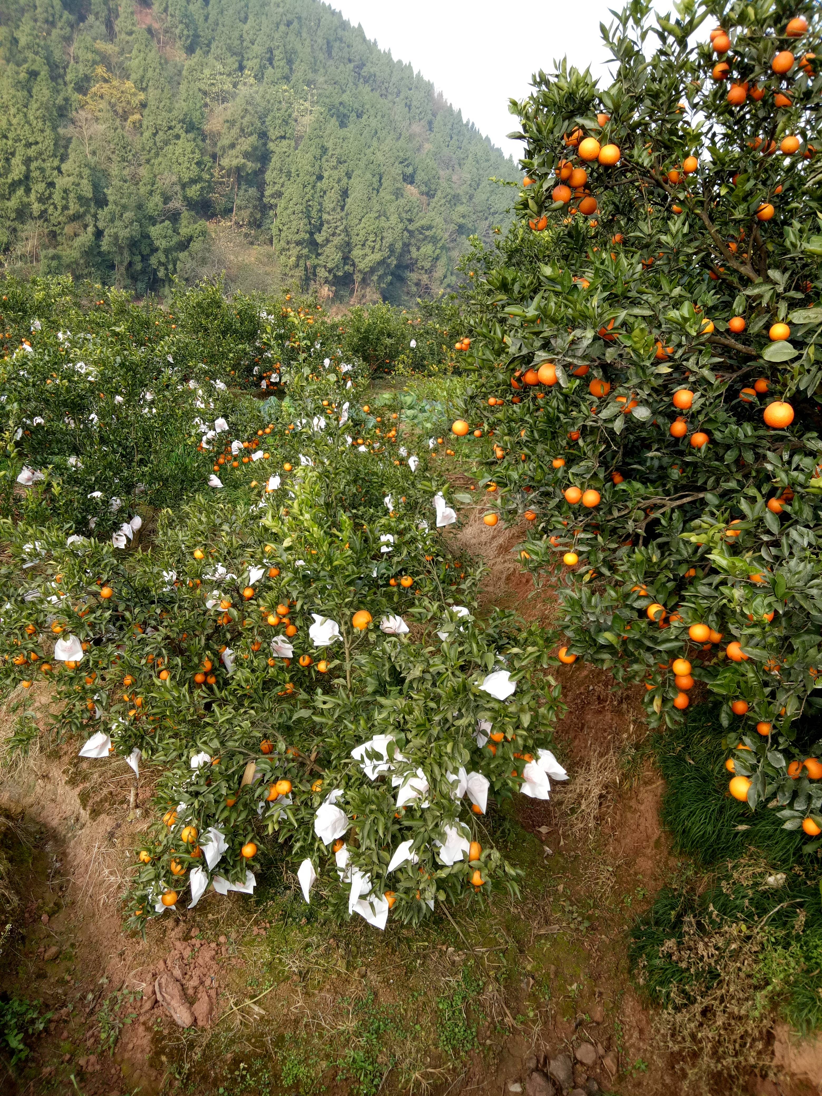 四川省仁寿县大量血橙，椪柑，耙耙柑已经成熟，等待采购，欢迎来电咨询18180092268，价格好商量